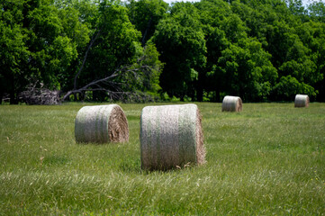 A farm pasture filled with round bales of hay on a sunny morning with trees on the distant horizon and white, fluffy clouds drifting through the blue sky.