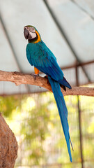 blue and yellow macaw ara