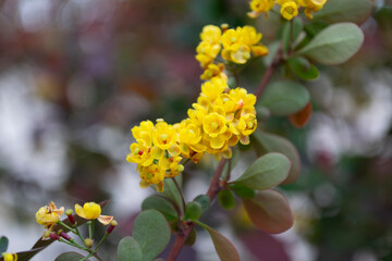 Barberry. . Spring blooms. Large yellow blossom. Yellow barberry blossom