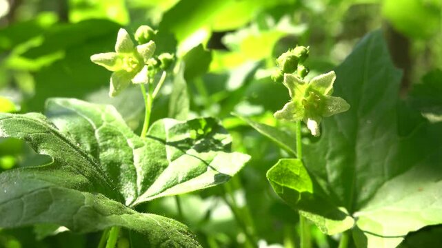 Rotfr&uuml;chtige oder Zweih&auml;usige Zaunr&uuml;be (Bryonia dioica)