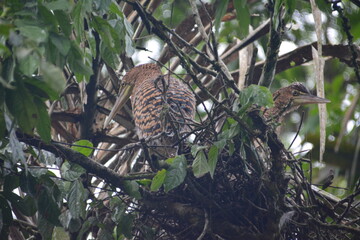 Garza Tigre en Tortuguero Costa Rica
