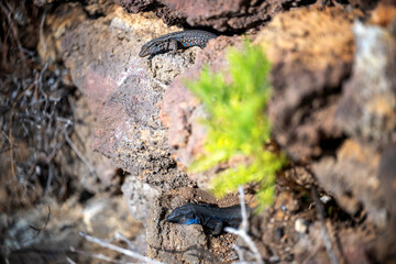 Ein Weibchen und ein Männchen der Gattung Kanareneidechse in einer Felswand