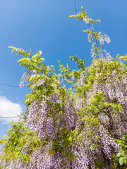 A low-angle view of a wisteria plant in full bloom, showcasing its cascading clusters of light purple flowers against a vibrant blue sky.