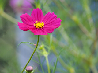 Fototapeta premium różowy kwiat kosmos na zielonym tle cosmos flower
