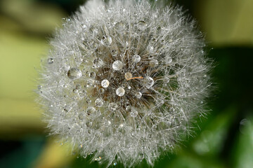 Dmuchawce i rosa. © grzegorz