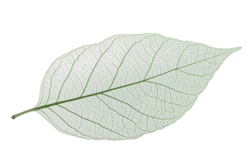 Obraz premium Pale leaf with dark spots on it on transparent background