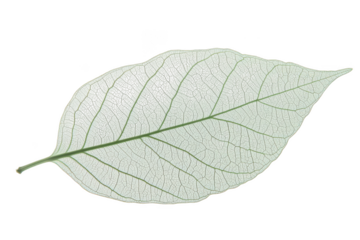 Pale leaf with dark spots on it on transparent background