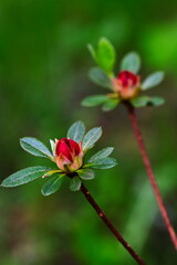 Kujawskie łąki. Poland