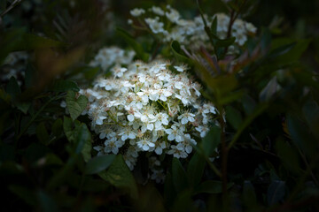 White flowers in a bush