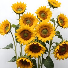 Obraz premium Vibrant Sunflowers on White Background