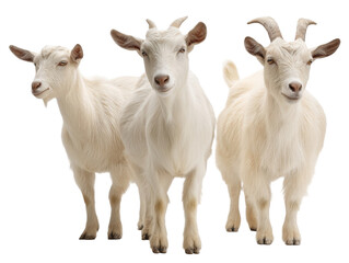 Obraz premium Three adorable white goats standing together isolated on pet farm cute on transparent background