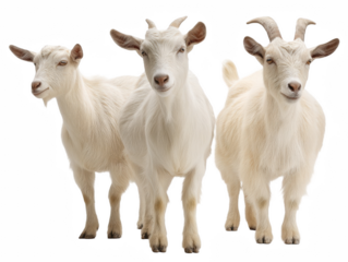 Three adorable white goats standing together isolated on pet farm cute on transparent background