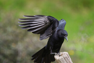 Close-up of a carrion crow perching on a trunk