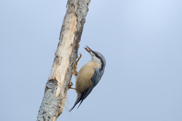 Close-up of a blue nuthatch in the mist of dawn