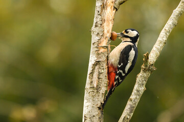 Great spotted woodpecker with hazelnut in its beak perched on a tree trunk