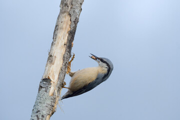 Close-up of a blue nuthatch in the mist of dawn