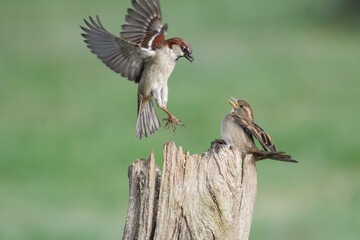 Couple of house sparrows fighting in the air