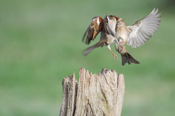 Couple of house sparrows fighting in the air