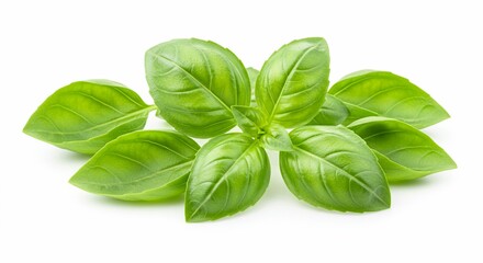 Vibrant Green Basil Leaves: Fresh, Aromatic Herb Sprig Isolated on White Background, Perfect for Culinary and Herbal Uses