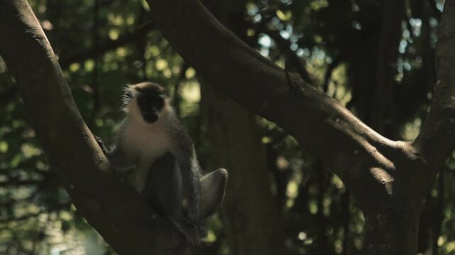 Ververt vert &agrave; beaux poils regarde au ralenti derri&egrave;re lui perch&eacute; sur un arbre calmement dans un parc zoologique de gambie 