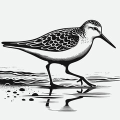 vector silhouette of a snipe bird with long beak, standing in water, minimal flat style, white background