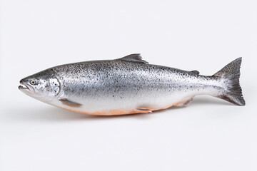 Fresh salmon ready for preparation, showcasing shiny scales and vibrant colors at a kitchen counter