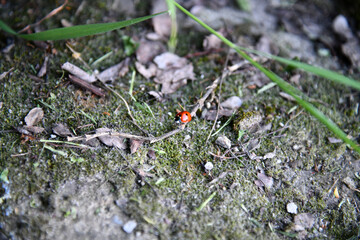 Beautiful red and black colored Asian Lady beetle or latin Harmonia axyridis on a green grass leaf in the beautiful morning light, good for multimedia content