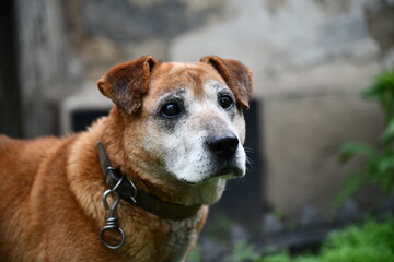 close-up portrait red dog golden retriever labrador in autumn against the background of red-yellow