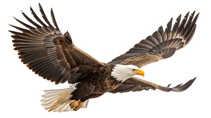 Obraz premium Majestic bald eagle in flight against a dark background showing wing span and powerful presence
