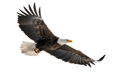 Obraz premium Majestic bald eagle soaring against a dark background showcasing powerful wingspan and freedom
