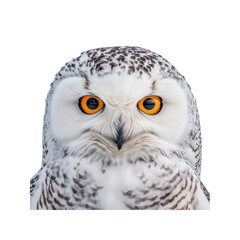 Obraz premium Majestic Snowy Owl Portrait Intense Gaze and Detailed Plumage