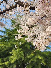 Cherry Blossom Tree and Green Tree