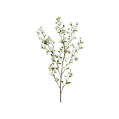 Delicate White Baby's Breath Branch on Transparent Background