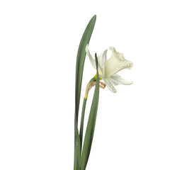 Obraz premium One beautiful color daffodil isolated on white