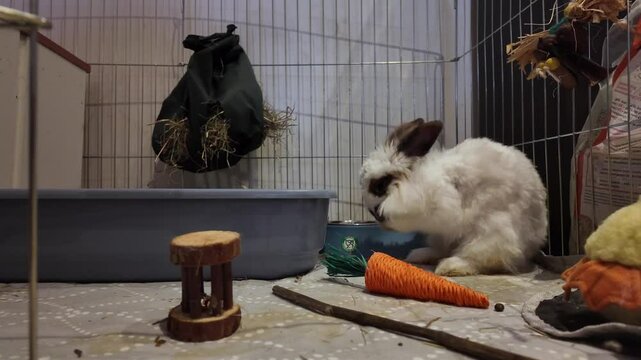 Adorable lionhead bunny playing indooors with a carro toy and grooms herself. High quality 4k footage