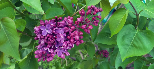 Close-up of blooming lilac flowers with vibrant purple petals and lush green leaves. A natural spring scene capturing the beauty of fragrant Syringa blossoms in full bloom.