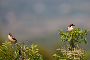 Woodchat shrike resting at top of the tree. Pair of birds. Copy space. Nature background. Lanius senator.