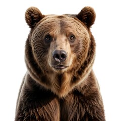 Fototapeta premium Grizzly Bear Portrait, Close Up