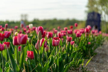 Fototapeta premium Rows of Vibrant Pink Tulips Blooming in a Field on a Sunny Day during Springtime for Gardening and Agriculture Themes