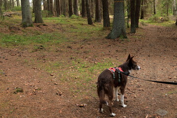 Dog walking with leash at a path in the forest. Border collie. Sweden in May 2025.