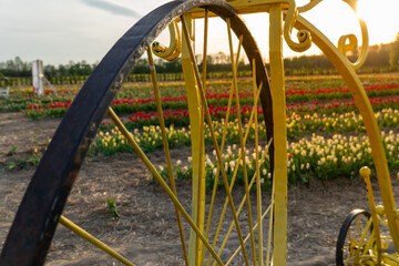Whimsical yellow bicycle structure stands among vibrant tulips during golden hour, providing a...