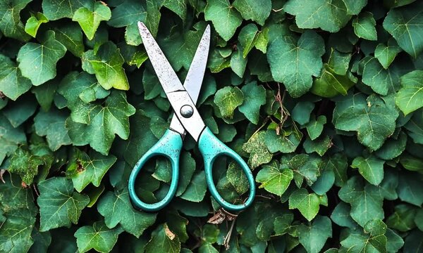 A pair of scissors resting on lush green ivy leaves.