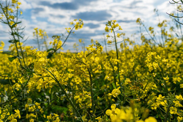 Vibrant Yellow Rapeseed Blossoms Blooming in Open Field Under a Blue Sky with Scattered White Clouds During Spring