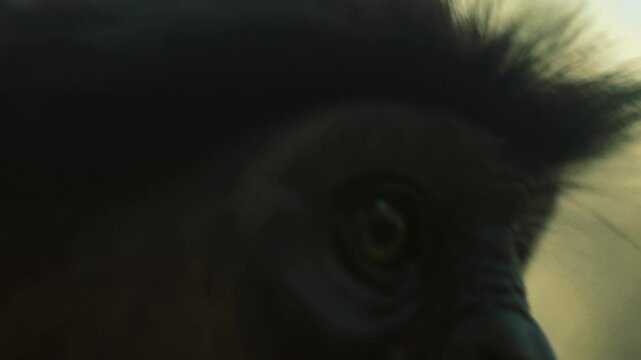 piliocolobus badius ou colobe bai &agrave; beaux poils regarde en gros plan la cam&eacute;ra dans les yeux en macro en mangeant des cacahu&egrave;tes jet&eacute;s par des touristes europ&eacute;ens dans un parc zoologique de gambie (1)