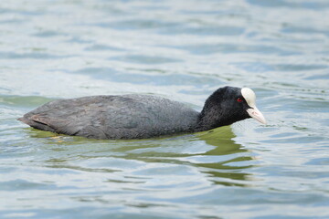 Fulica atra aka Fulica prior or The Eurasian coot on the pond. Common water bird in Czech republic.