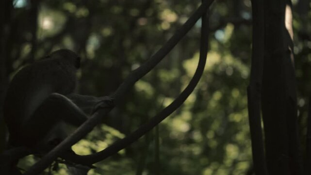 Ververt vert &agrave; beaux poils est perch&eacute; sur un arbre en mangeant des cacahu&egrave;tes jet&eacute;s par des touristes europ&eacute;ens dans un parc zoologique de gambie 