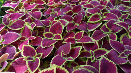 Close-up of vibrant Coleus foliage with rich burgundy leaves and bright green edges. A dense cluster of colorful ornamental plants creating a striking natural pattern.