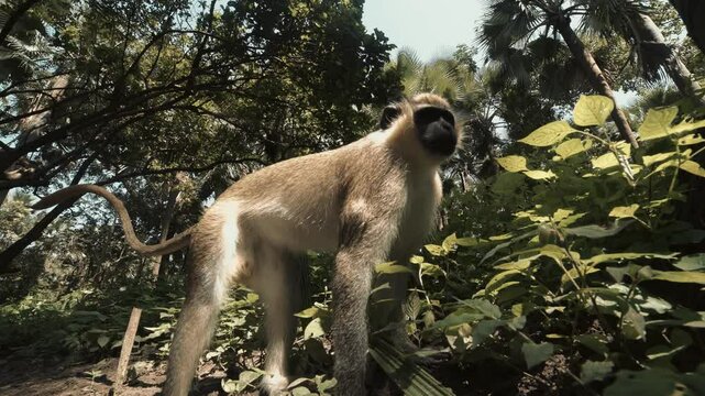 Ververt vert &agrave; beaux poils regarde en gros plan la cam&eacute;ra dans les yeux en macro en mangeant des cacahu&egrave;tes jet&eacute;s par des touristes europ&eacute;ens dans un parc zoologique de gambie 