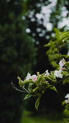 green leaves on a tree