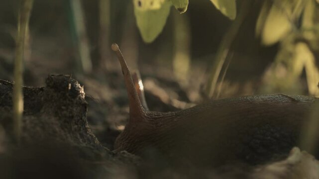 Gros plan macro d&rsquo;un escargot gluant rampant lentement dans un champ de mara&icirc;chage en Casamance &ndash; agriculture organique, humidit&eacute;, recherche de nourriture dans une atmosph&egrave;re tropicale naturelle